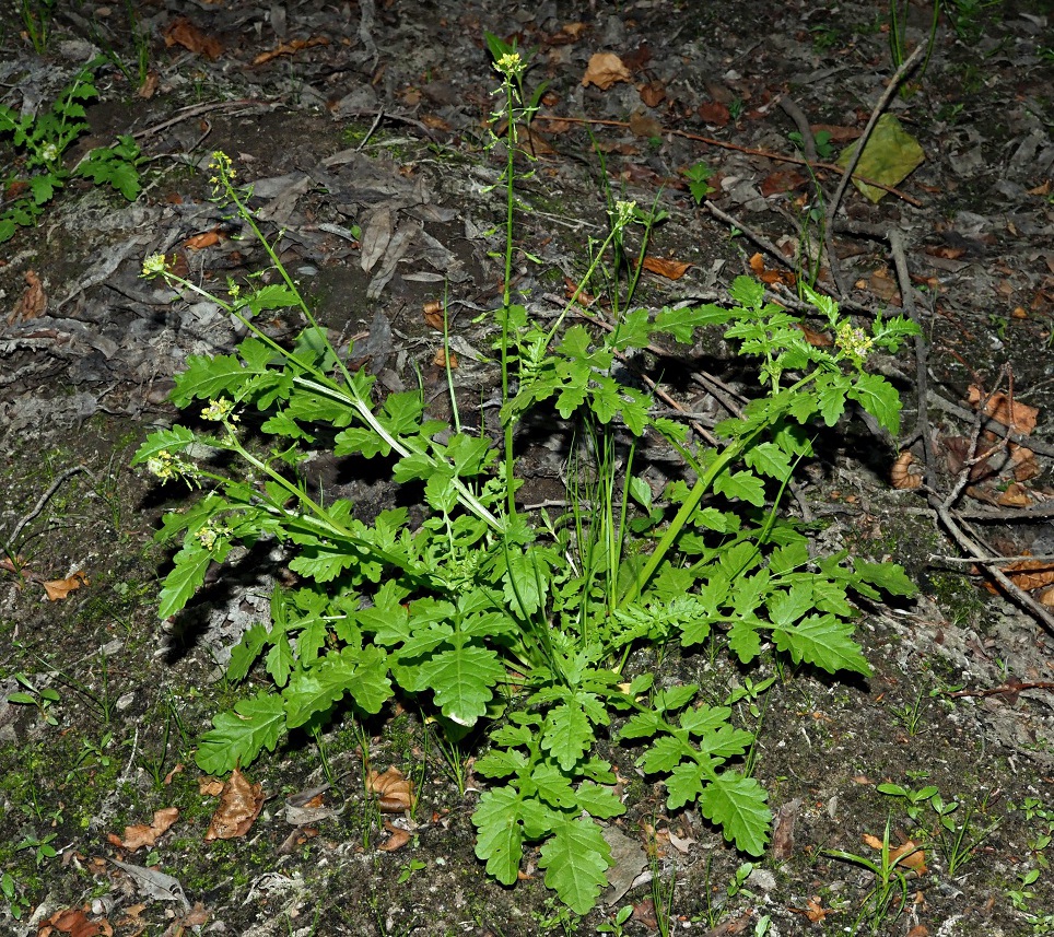 Image of Rorippa palustris specimen.