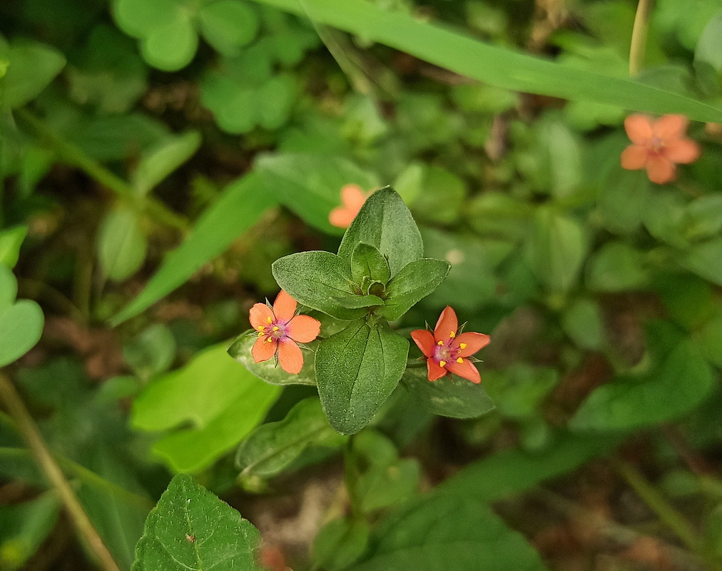 Изображение особи Anagallis arvensis.