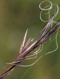 Stipa baicalensis