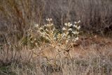 Eremostachys tuberosa