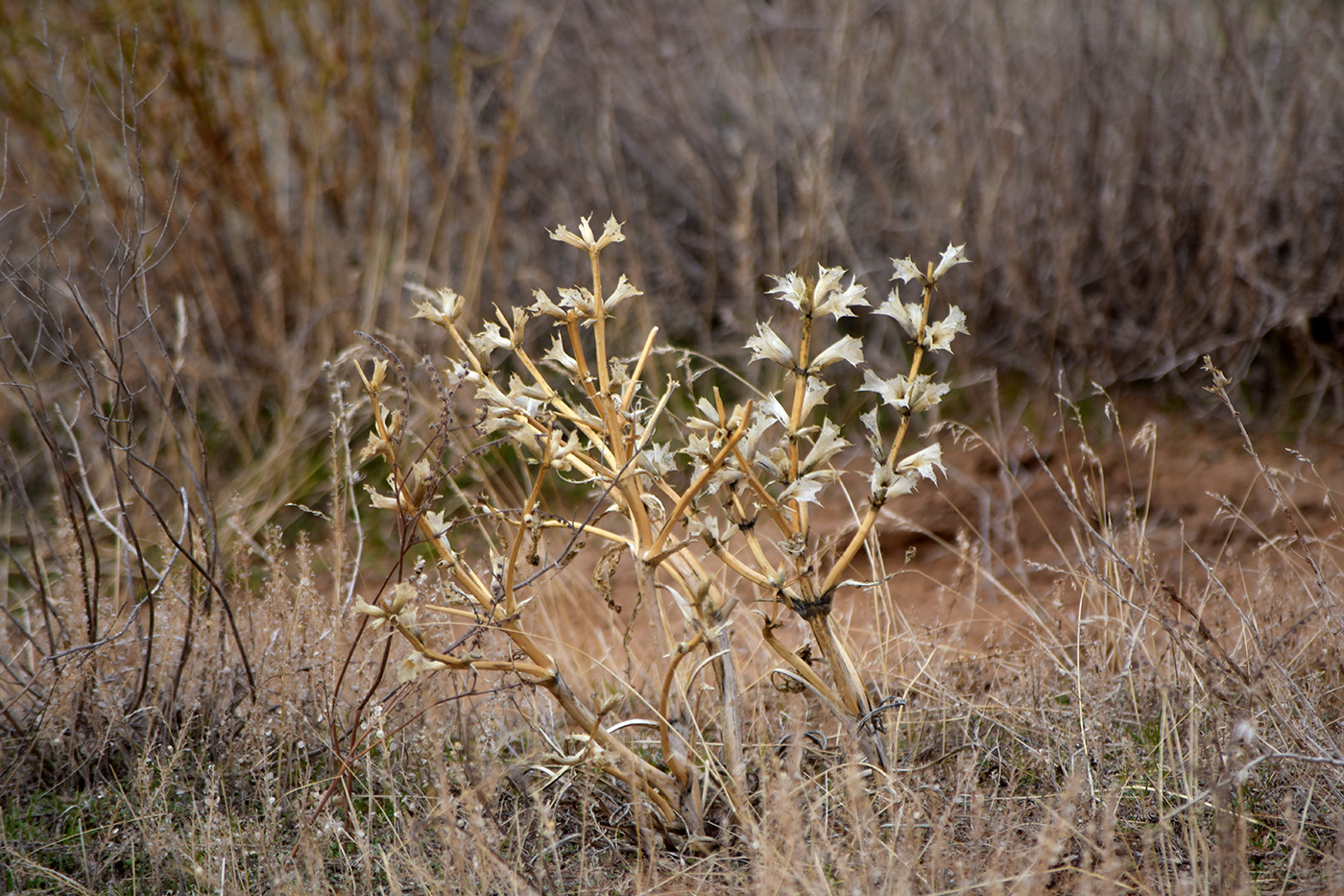 Image of Eremostachys tuberosa specimen.