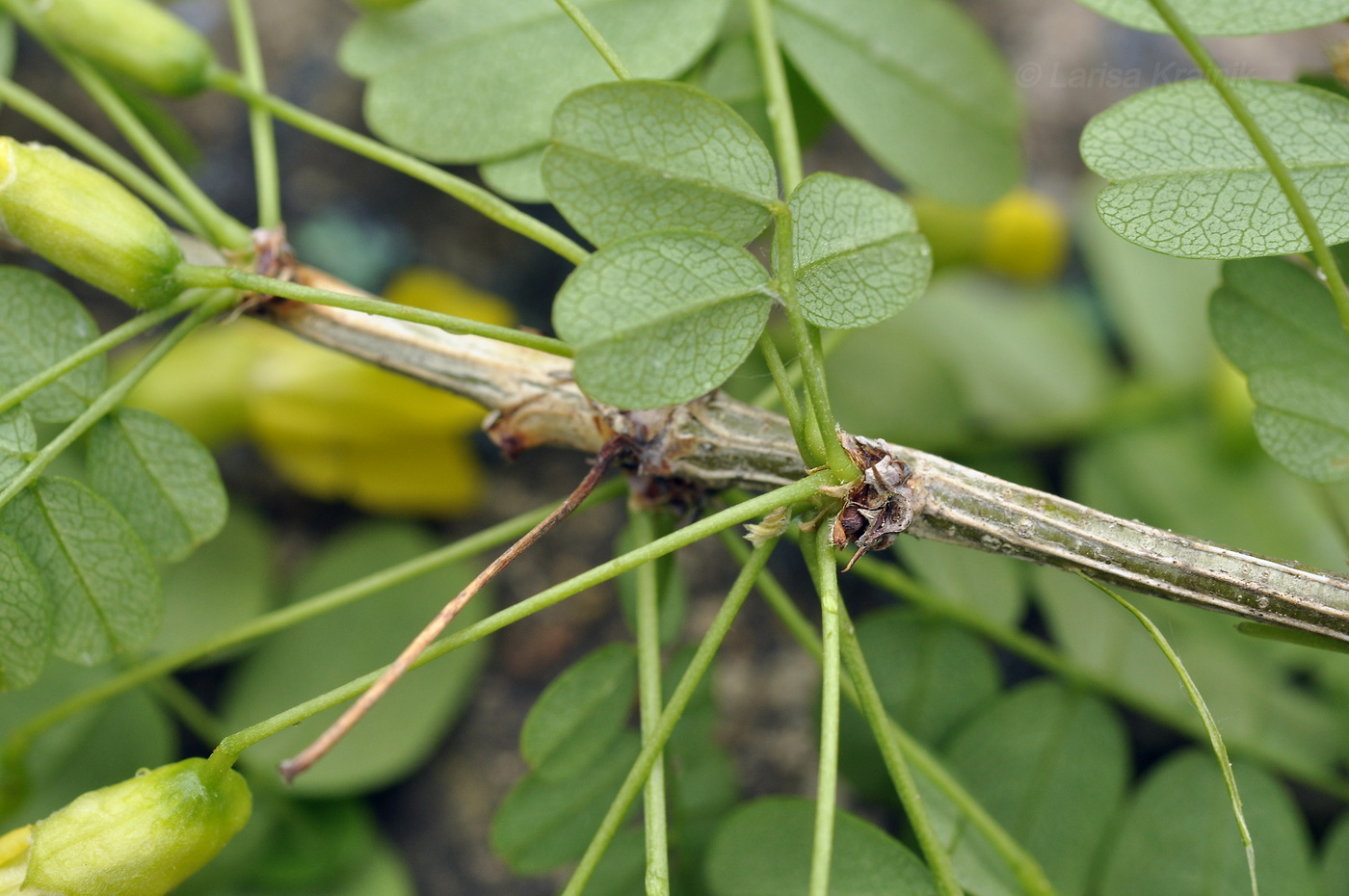 Image of genus Caragana specimen.