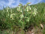 Onosma dichroantha. Цветущее растение. Казахстан, Туркестанская обл., Сырдарья-Туркестанский государственный региональный природный парк, Боралдайский филиал, ≈ 1150 м н.у.м., саванноидное сообщество. 14.05.2024.