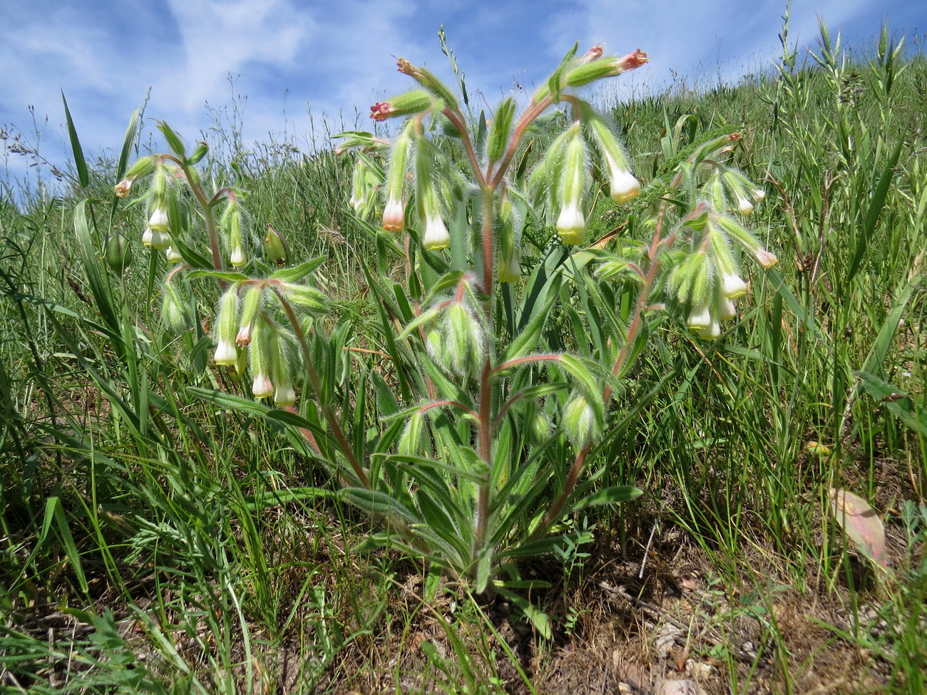 Image of Onosma dichroantha specimen.