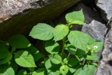 Impatiens parviflora