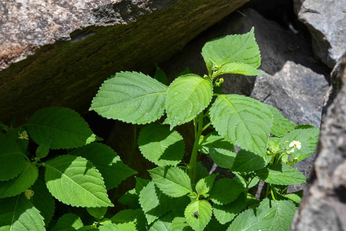 Изображение особи Impatiens parviflora.