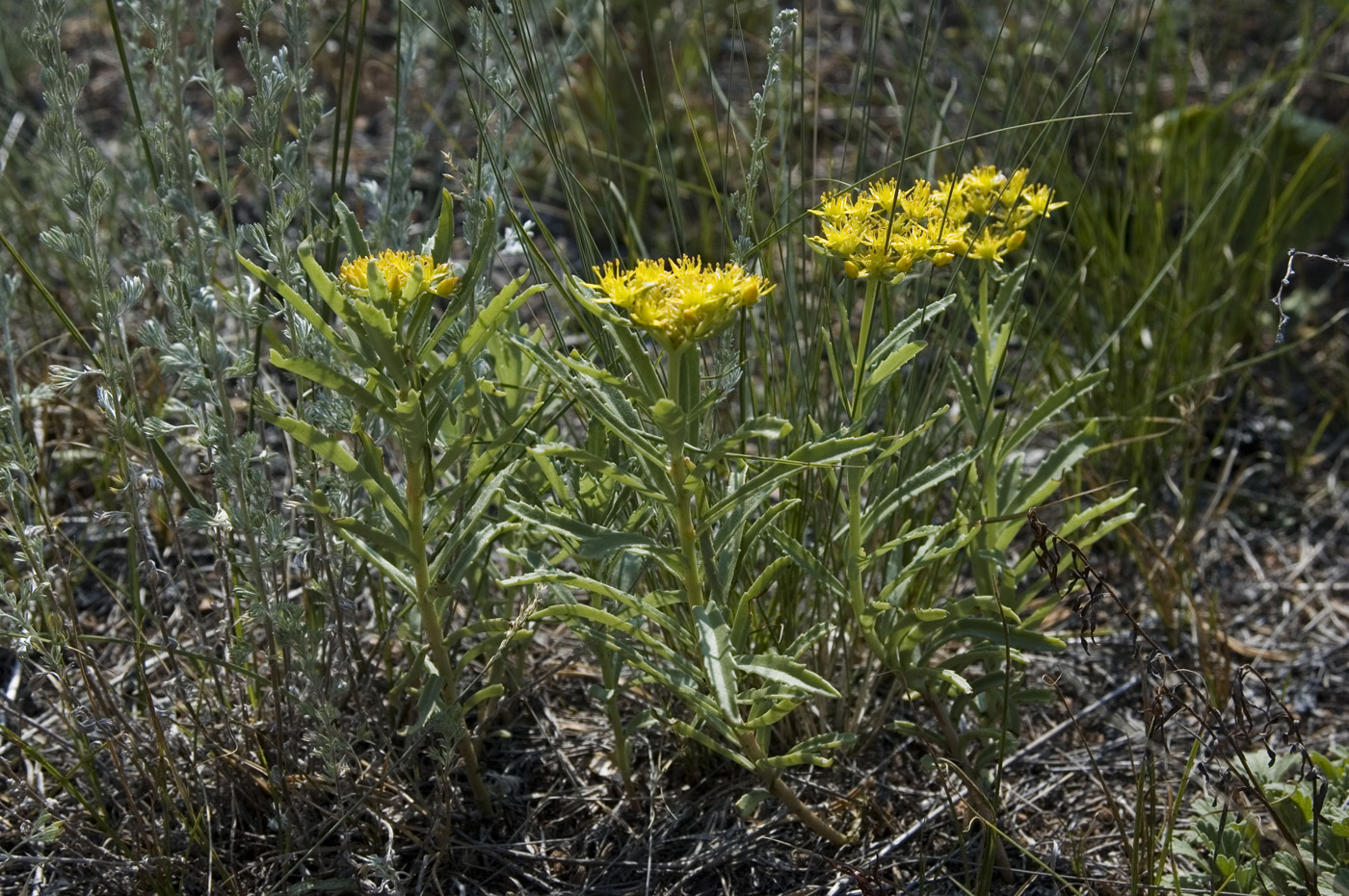 Изображение особи Aizopsis baicalensis.