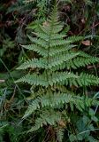 Dryopteris carthusiana. Вайя. Тверская обл., Конаковский р-н, долина р. Сестра, смешанный лес. 07.09.2024.