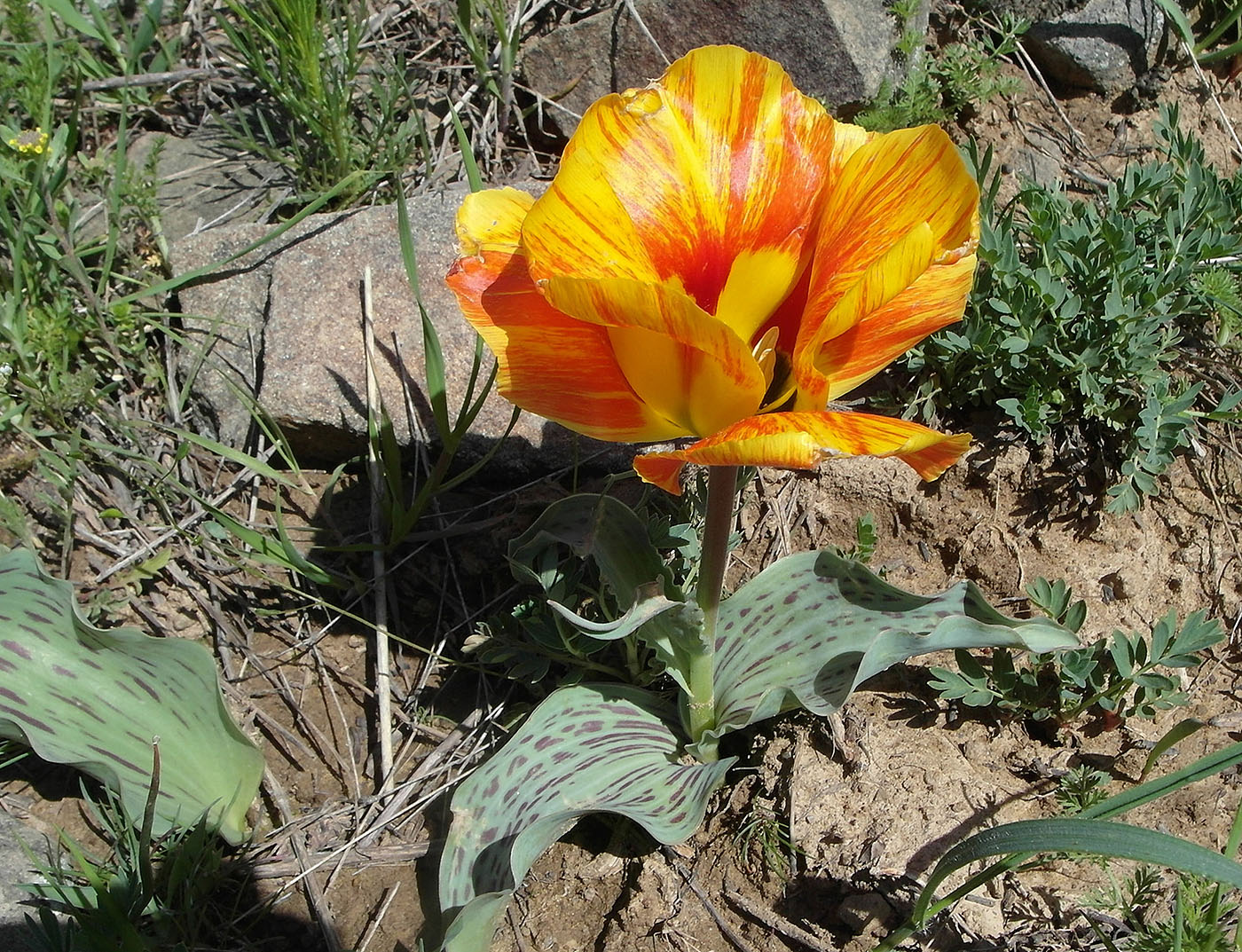 Image of Tulipa greigii specimen.