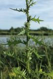 Cirsium vulgare