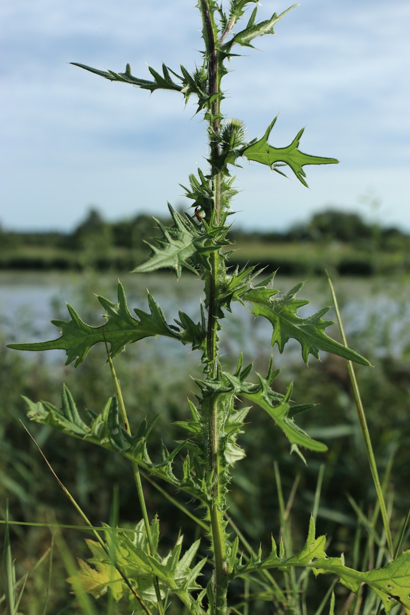 Image of Cirsium vulgare specimen.