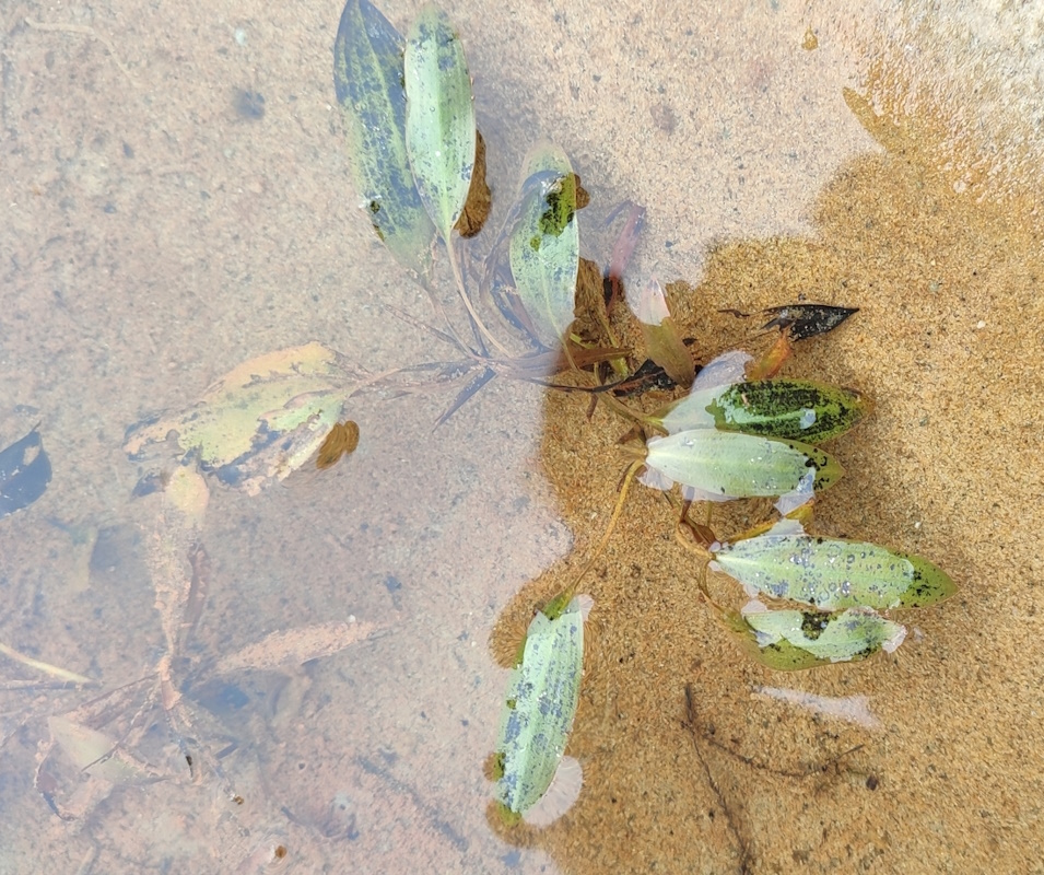 Изображение особи Potamogeton gramineus.