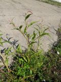 Persicaria lapathifolia