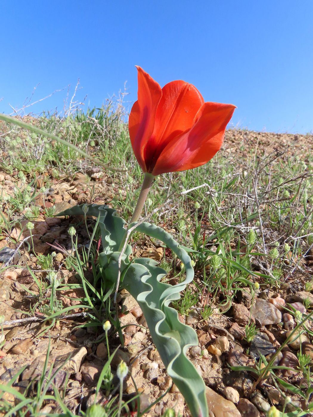 Image of Tulipa alberti specimen.