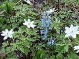 View full-size image Corydalis ambigua