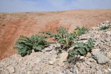 Смотреть изображение род Astragalus
