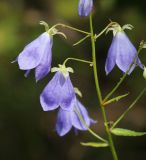 View full-size image Adenophora divaricata