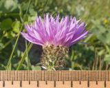 View full-size image Psephellus holophyllus