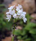 Смотреть изображение Cardamine bulbifera