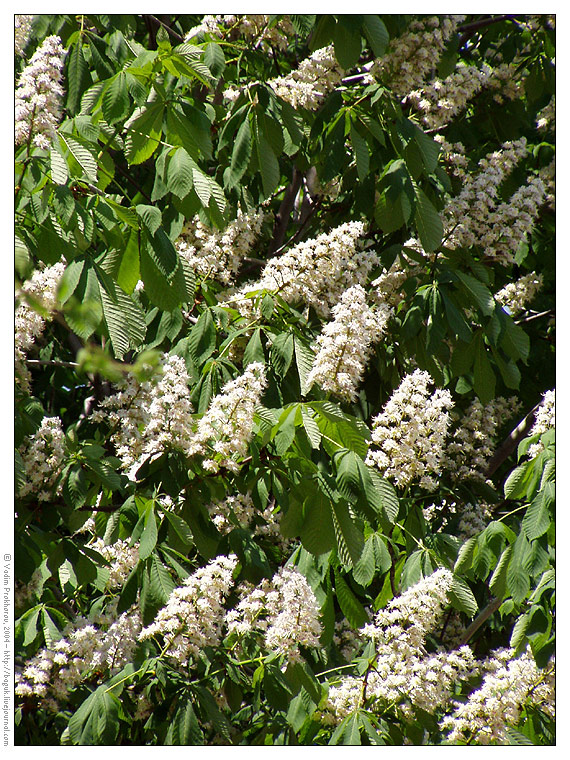 Image of Aesculus hippocastanum specimen.