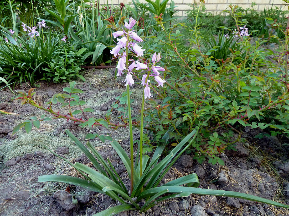 Image of Hyacinthoides hispanica specimen.