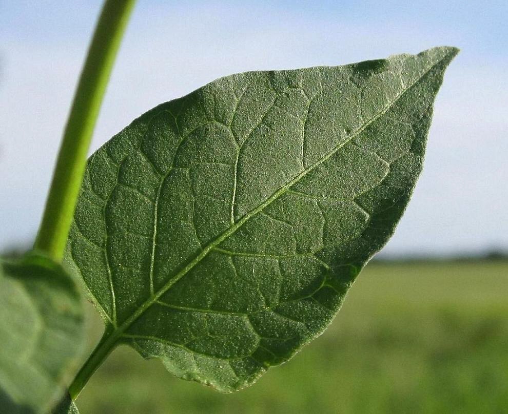 Изображение особи Solanum kitagawae.