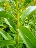 Senecio sarracenicus