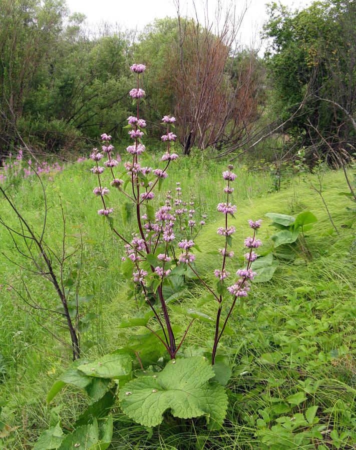 Image of Phlomoides tuberosa specimen.