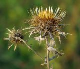 Carlina intermedia