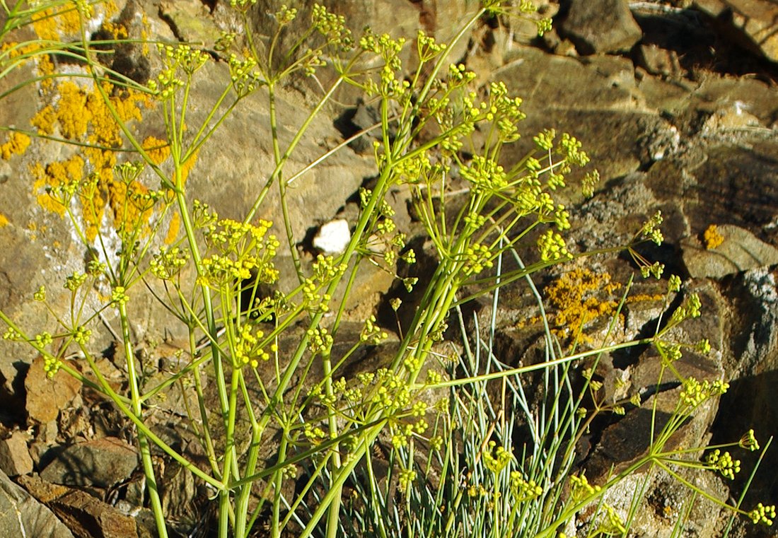 Image of genus Prangos specimen.