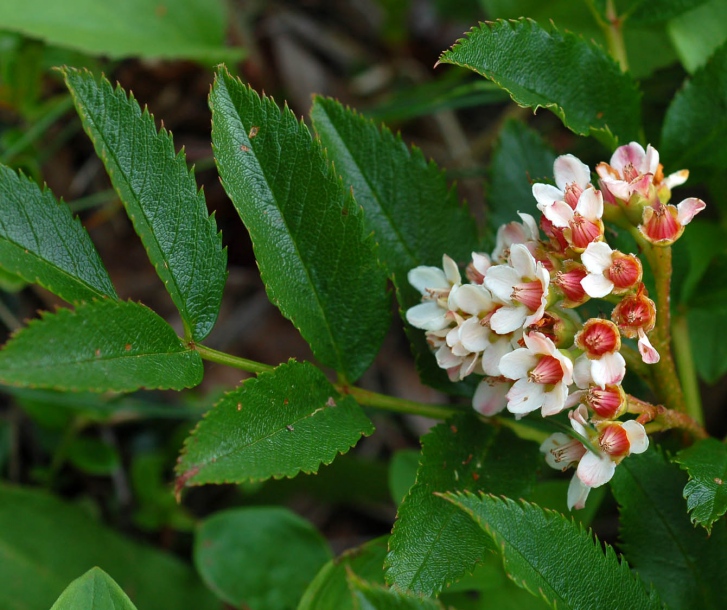 Image of Sorbus sambucifolia specimen.