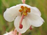 Pyrola rotundifolia ssp. maritima