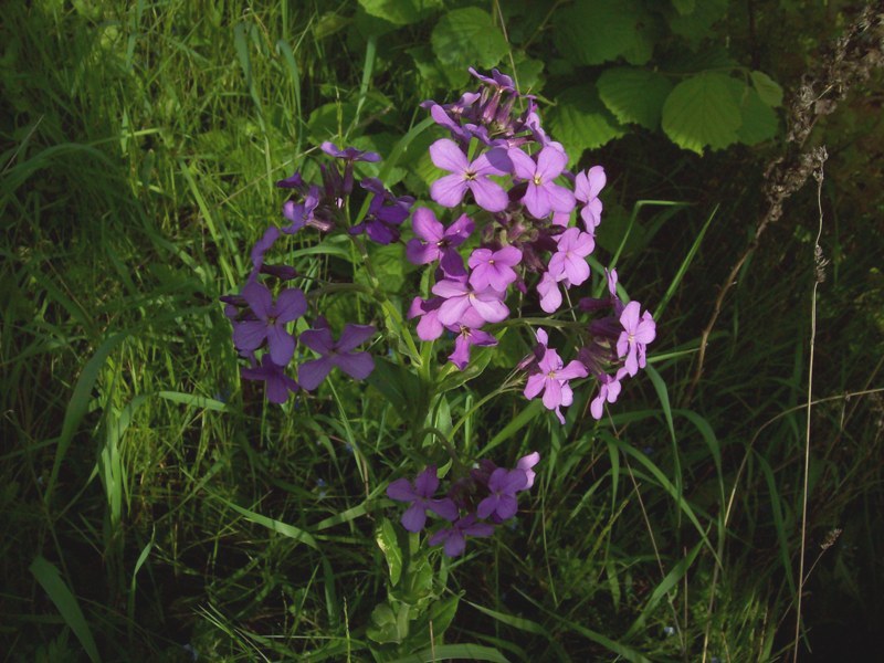 Изображение особи Hesperis pycnotricha.