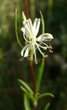 View full-size image Silene tatarica