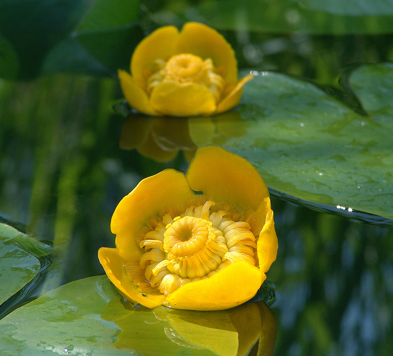 Изображение особи Nuphar lutea.