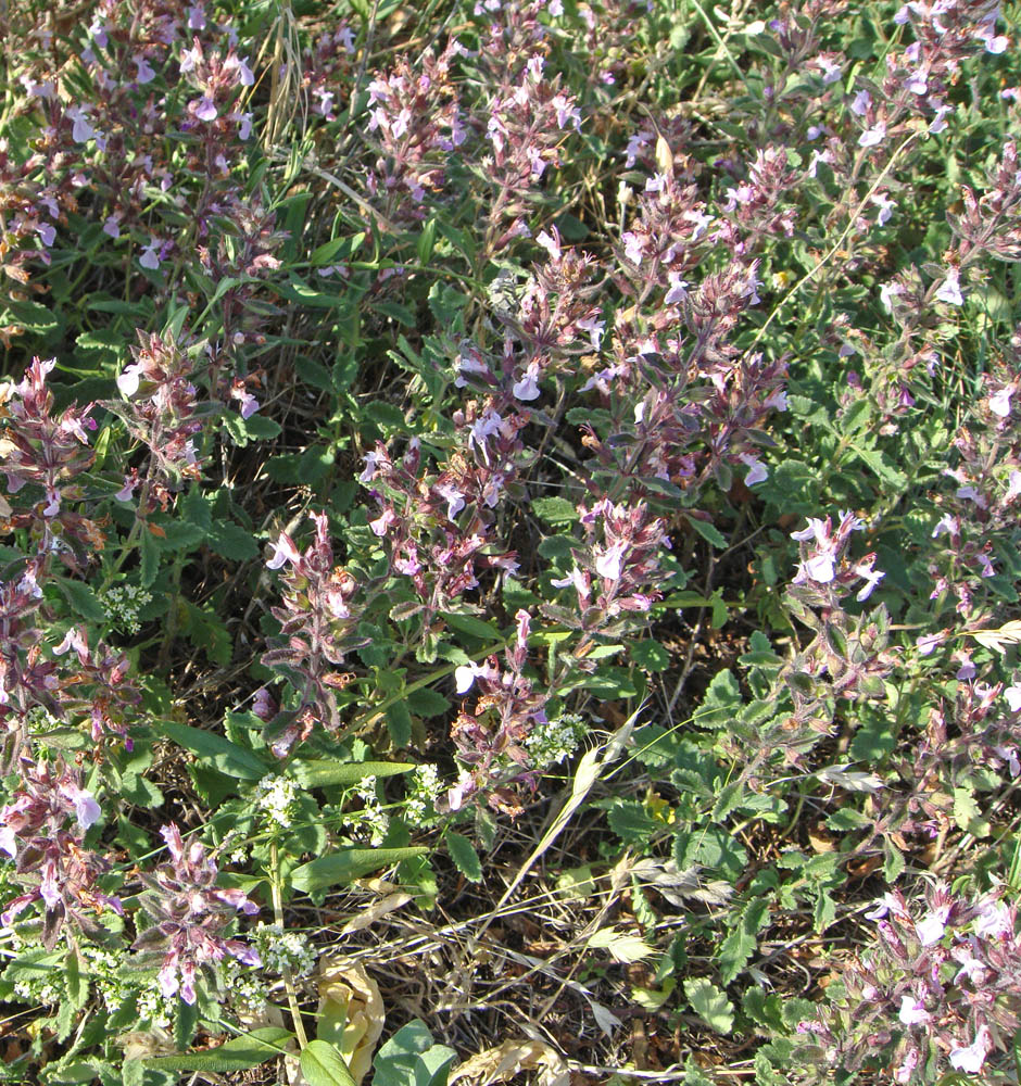 Image of Teucrium chamaedrys specimen.