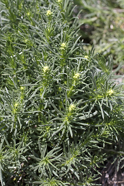 Image of genus Galium specimen.