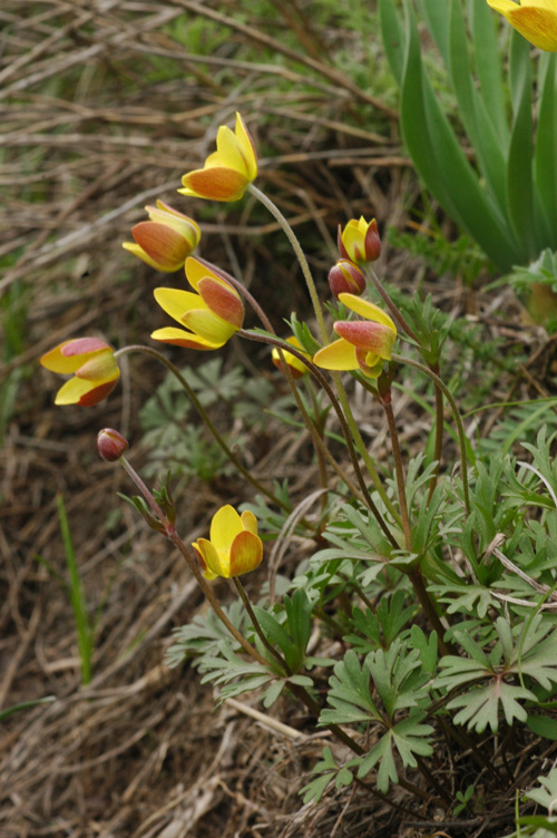 Image of Anemone gortschakowii specimen.