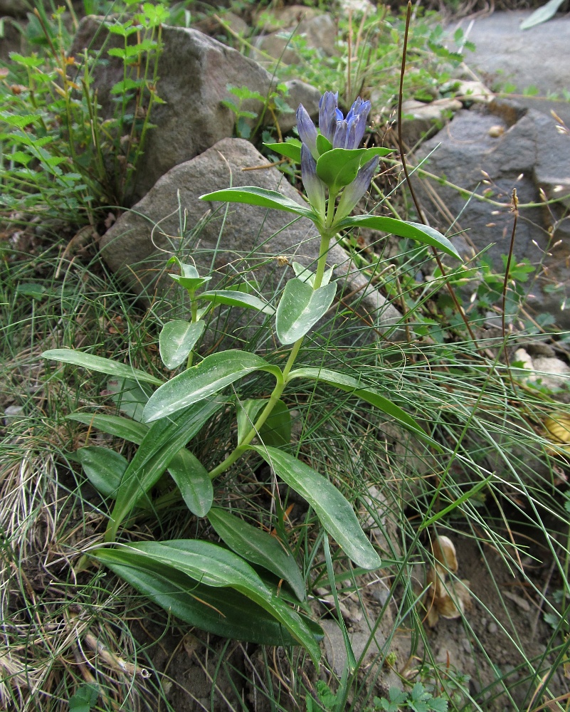 Image of Gentiana cruciata specimen.