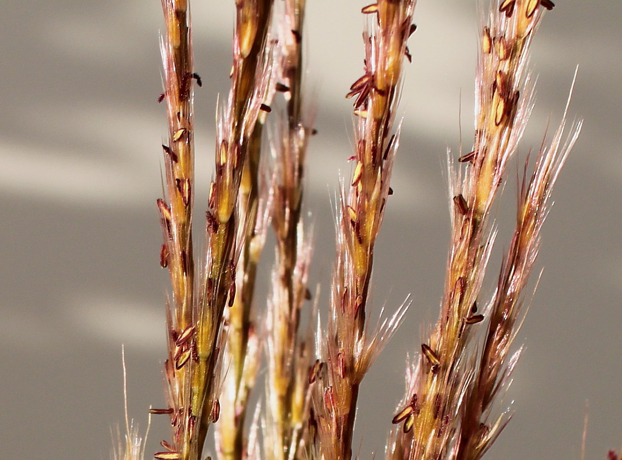 Изображение особи Miscanthus sinensis.