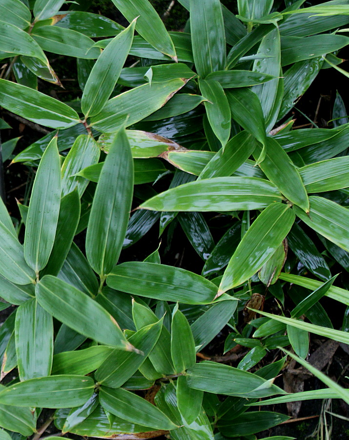 Image of Sasa veitchii specimen.