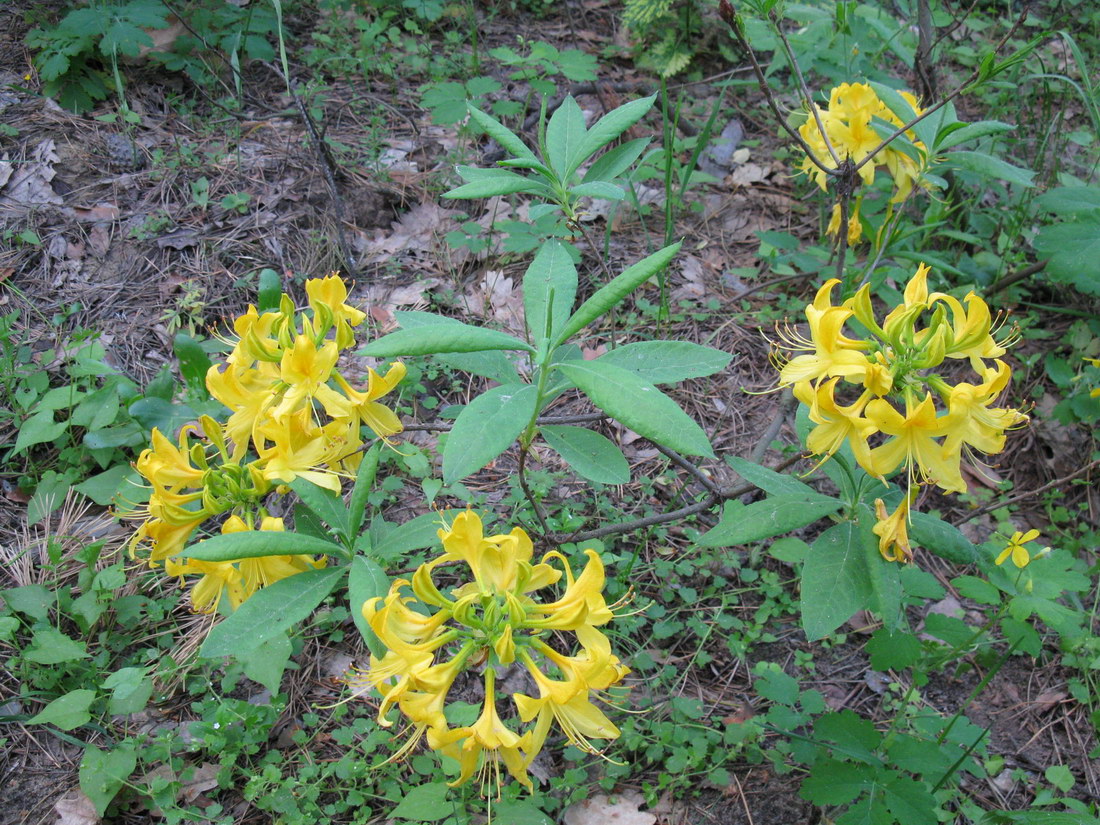 Image of Rhododendron luteum specimen.