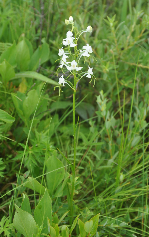 Image of Habenaria linearifolia specimen.