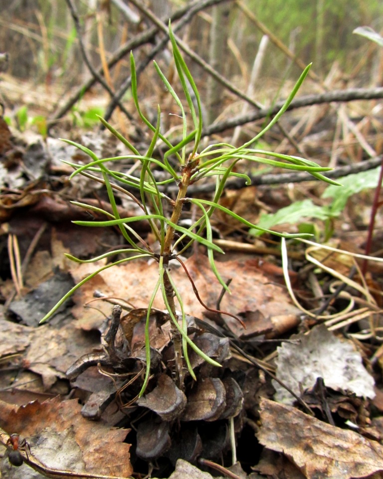 Изображение особи Pinus sylvestris.