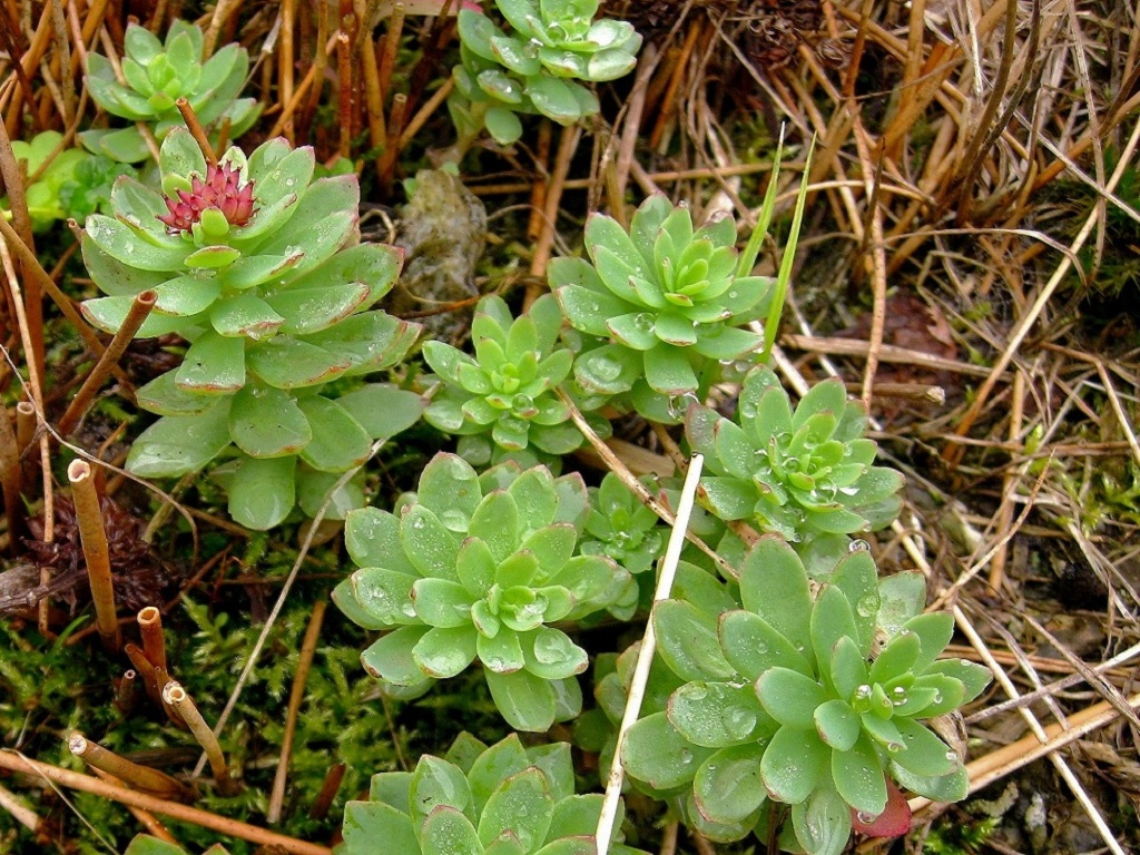 Image of Rhodiola integrifolia specimen.