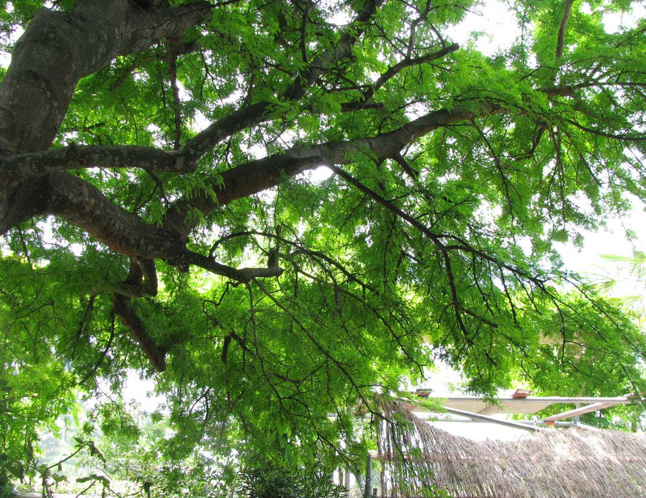 Image of Vachellia farnesiana specimen.