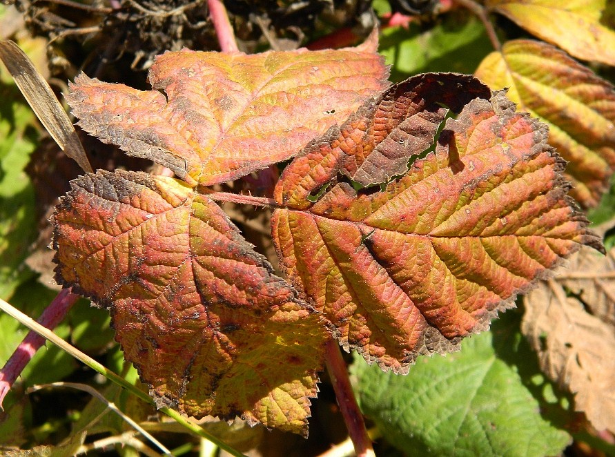 Image of Rubus caesius specimen.