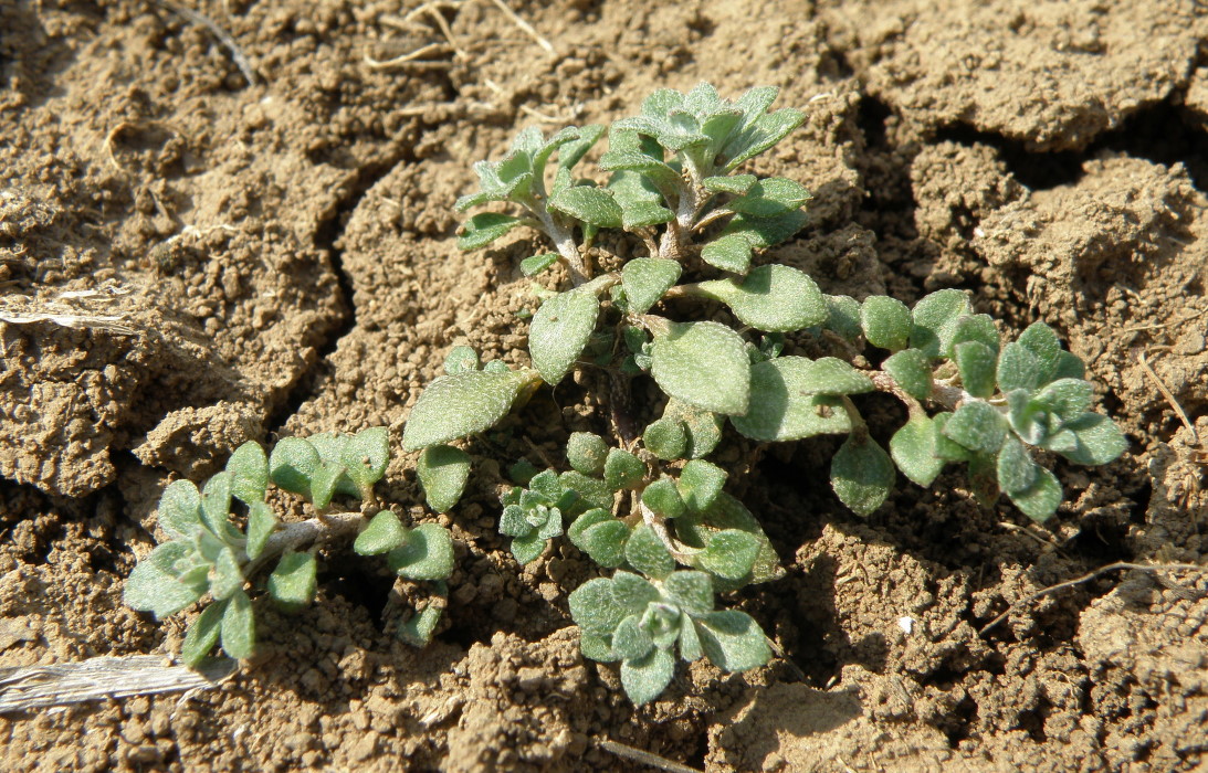 Image of Alyssum alyssoides specimen.