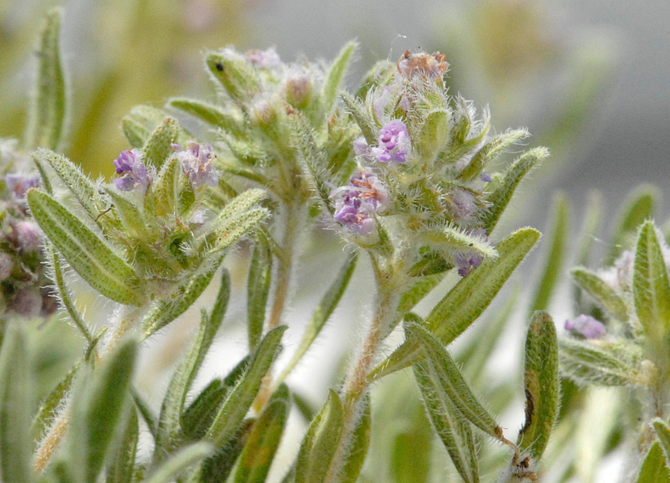 Image of genus Thymus specimen.