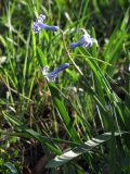 Hyacinthus orientalis